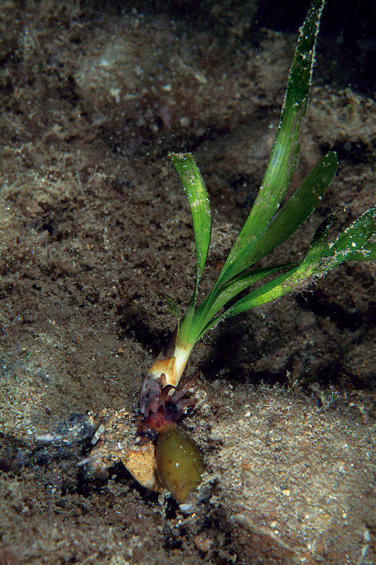 Seconda lezione: la prateria a Posidonia oceanica